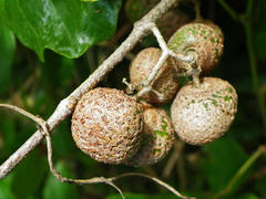 Grewia caffra