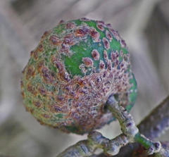 Grewia caffra