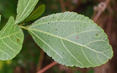 Grewia caffra