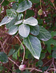 Grewia caffra