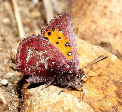 Pennington's Copper