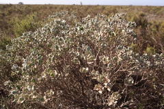 Oedera spathulifolia