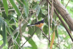 Copsychus stricklandii stricklandii