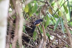 Copsychus stricklandii stricklandii