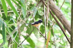 Copsychus stricklandii stricklandii