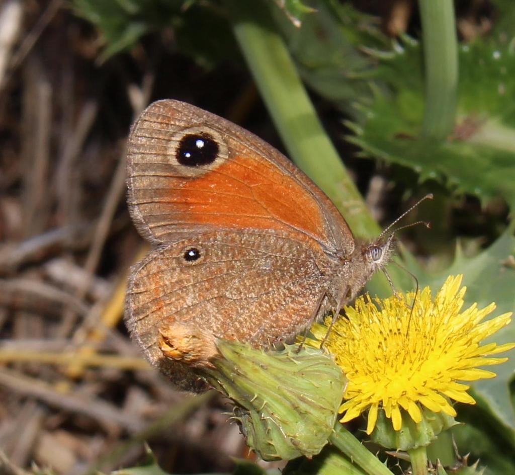 Eastern Hillside Brown