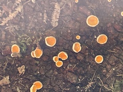 Erioscyphella abnormis