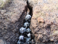 Anacampseros filamentosa