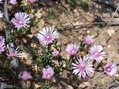 Lampranthus elegans