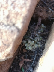 Anacampseros filamentosa
