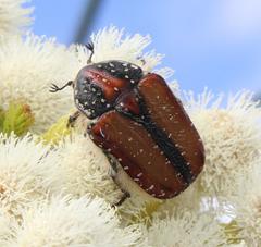 Trichostetha capensis