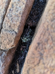 Anacampseros filamentosa