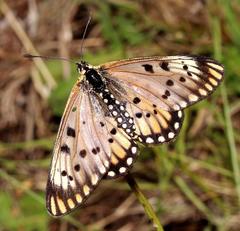 Acraea anacreon
