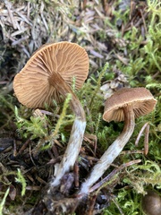 Cortinarius flexipes