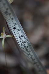 Caladenia validinervia