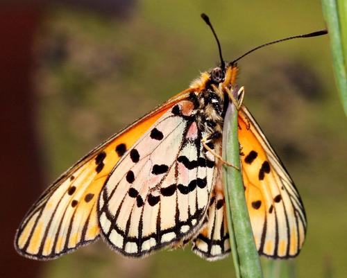 Acraea anacreon
