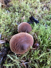 Cortinarius flexipes