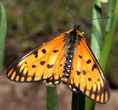 Acraea anacreon