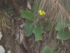 Brachyglottis lagopus