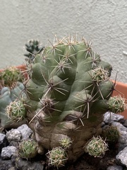Thelocactus