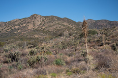Cylindropuntia ganderi