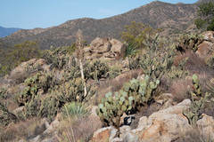 Cylindropuntia ganderi