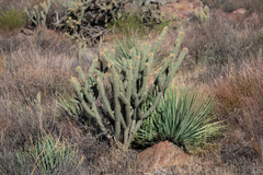 Cylindropuntia ganderi