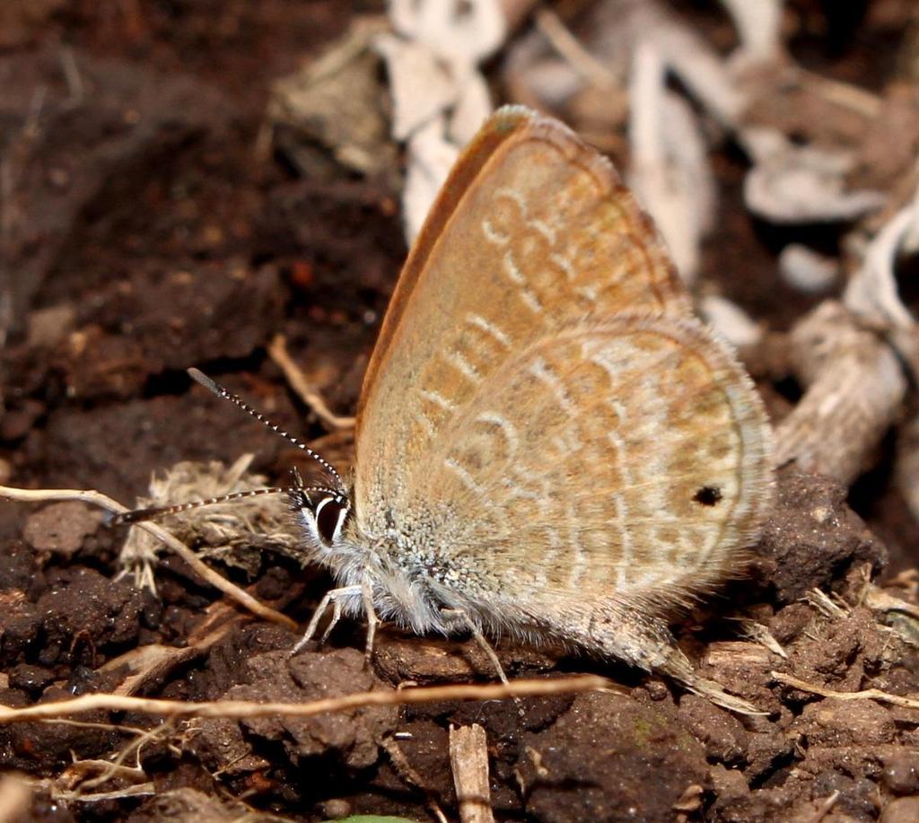 Tsomo Mountain Blue