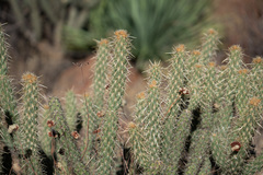 Cylindropuntia ganderi
