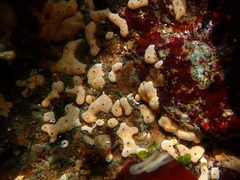 Didemnum carnulentum