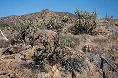 Cylindropuntia ganderi