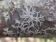 Pallidogramme chrysenteron