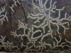 Pallidogramme chrysenteron