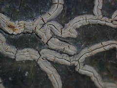 Pallidogramme chrysenteron