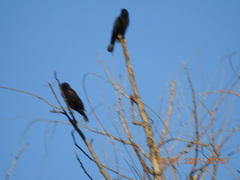Agelaius phoeniceus californicus