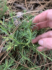 Penstemon pinifolius