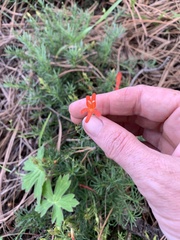 Penstemon pinifolius