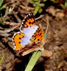 Chrysoritis braueri