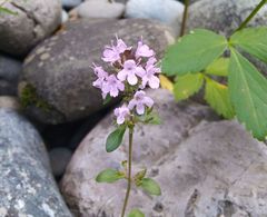 Thymus pannonicus