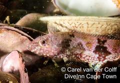 Mosaic Klipfish photo 4