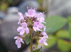 Thymus pannonicus