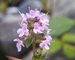 Thymus pannonicus