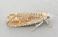 Eucosma argutipunctana