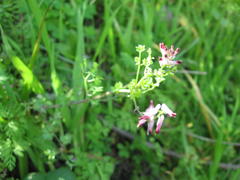 Fumaria muralis muralis