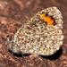 Gossamer-winged Butterflies - Photo (c) Brian du Preez, some rights reserved (CC BY-SA), uploaded by Brian du Preez
