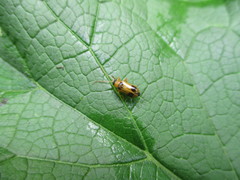 Phyllobrotica quadrimaculata