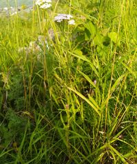 Achillea asiatica
