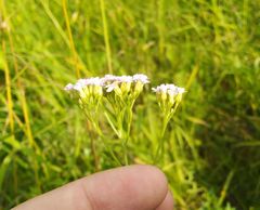 Achillea asiatica