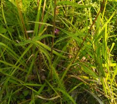 Achillea asiatica