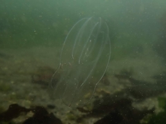 Bolinopsis microptera